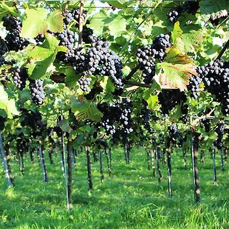 Berger Ug * Hagnau am Bodensee