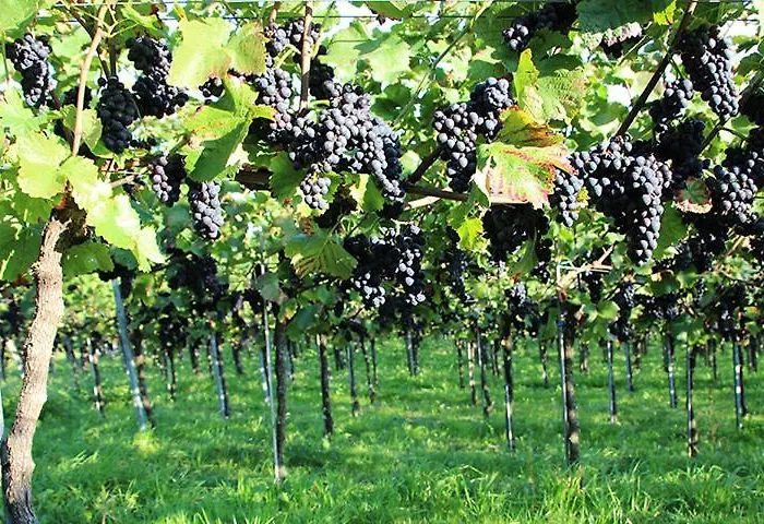 Berger Ug * Hagnau am Bodensee